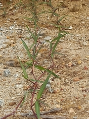 Ottochloa nodosa