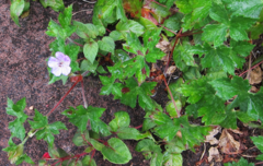 Geranium wallichianum