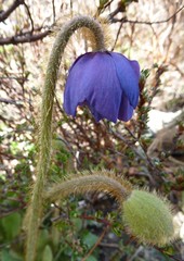 Meconopsis simplicifolia