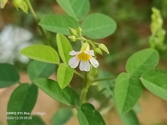 Oxalis barrelieri