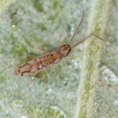 Entomobrya katzi