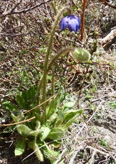 Meconopsis simplicifolia