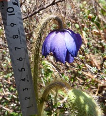 Meconopsis simplicifolia