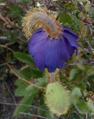 Meconopsis simplicifolia