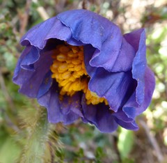 Meconopsis simplicifolia