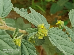 Waltheria indica