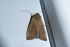 Ichneutica blenheimensis