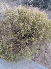 Gutierrezia sarothrae