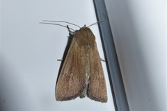 Ichneutica blenheimensis