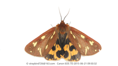 Arctia aulica
