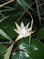 Nymphaea novogranatensis