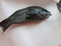 Centropristis striata