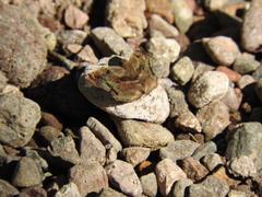 Quadrus lugubris lugubris