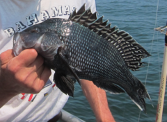 Centropristis striata