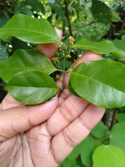 Salacia fruticosa