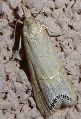 Euchromius californicalis