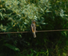 Sporophila hypoxantha
