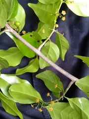 Salacia fruticosa