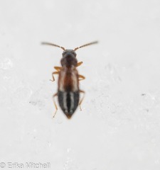 Carcinocephalus flavidus