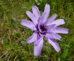 Catananche caerulea