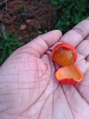 Salacia fruticosa