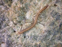 Cambalopsidae