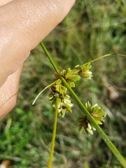 Cyperus