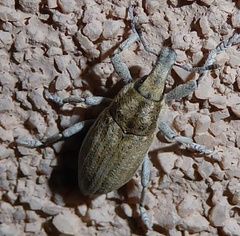 Lixinae
