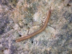 Cambalopsidae