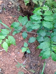 Salacia fruticosa