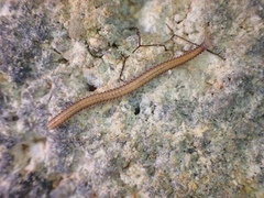 Cambalopsidae