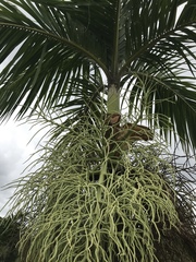 Bentinckia nicobarica