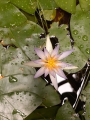 Nymphaea elegans