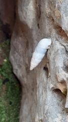 Pene syriaca
