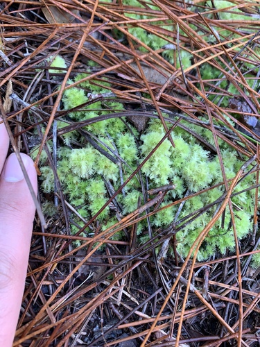 Image of Sphagnum strictum by (c) Brandon Corder, some rights reserved (CC BY)