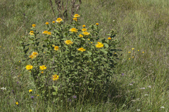 Pentanema orientale