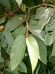 Apeiba tibourbou