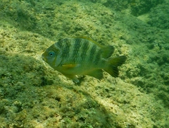 Abudefduf declivifrons