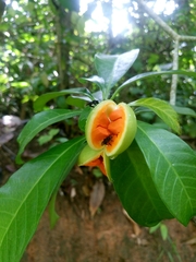 Tabernaemontana alba