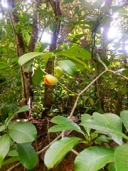 Tabernaemontana alba