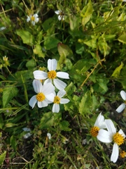 Bidens alba