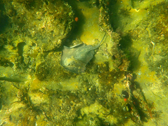 Trygonoptera imitata
