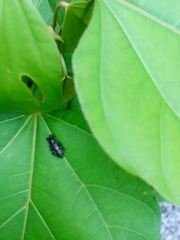 Heilus bioculatus