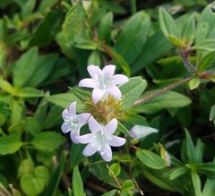 Richardia grandiflora