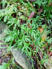 Selaginella sertata