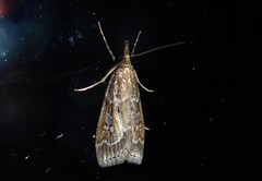 Eudonia octophora