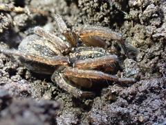 Lycosidae