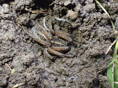 Lycosidae