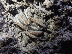 Lycosidae