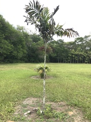 Ptychosperma cuneatum